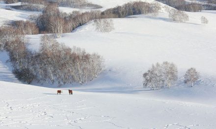 踏雪