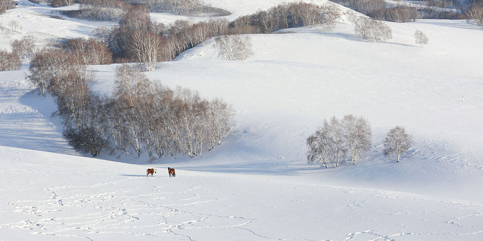 踏雪