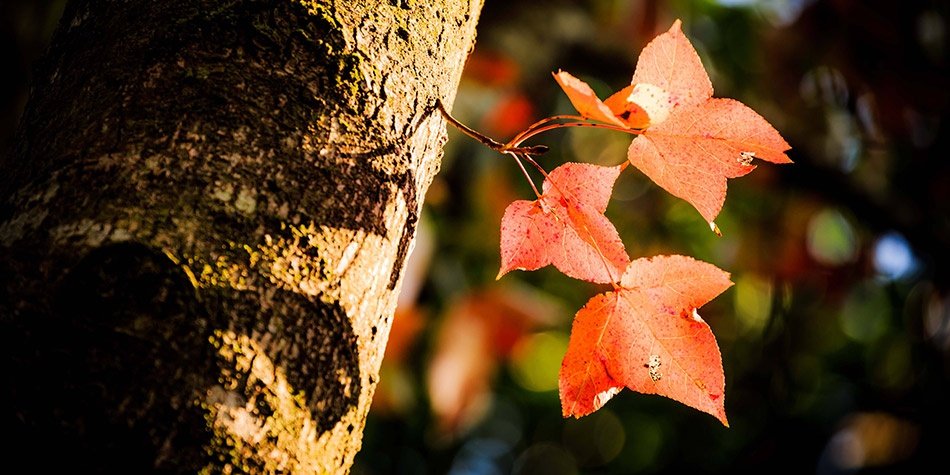 秋日香山枫未红