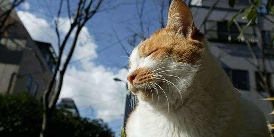 春困秋乏夏打盹儿