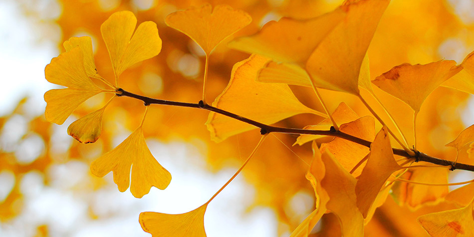 深秋的京城周末