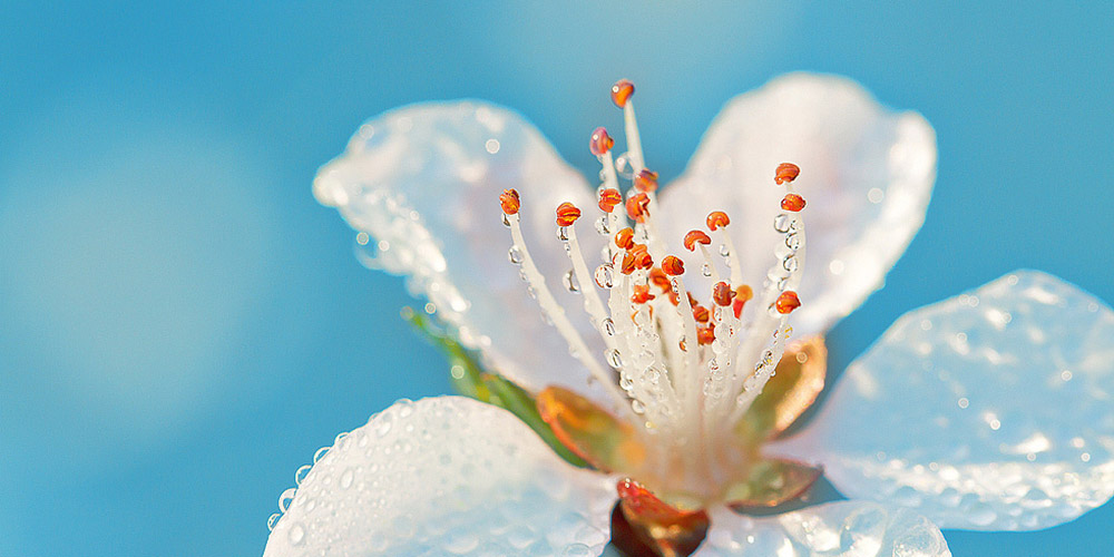 临江仙·暖风窗外青杨