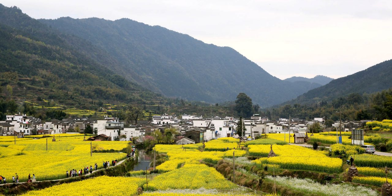 婺源油菜花开